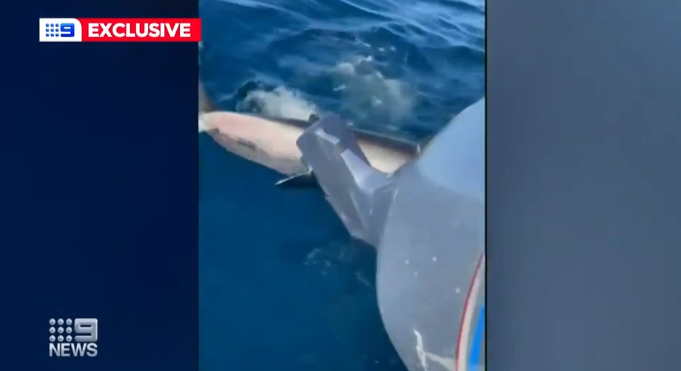 大连|一家人出过海垂钓，遭4米长大白鲨猛攻1小时！马达被坏，差点悲剧了