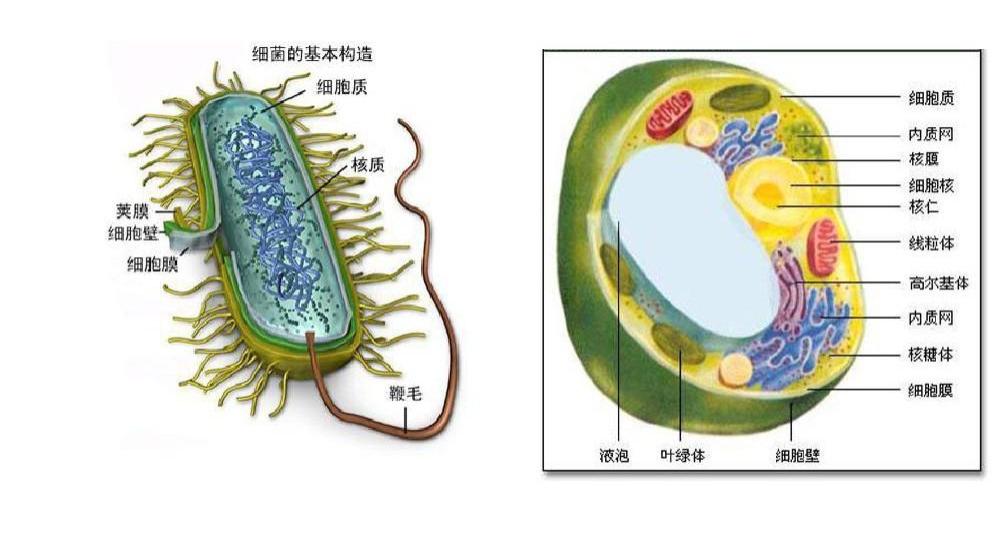 生物|真核生物