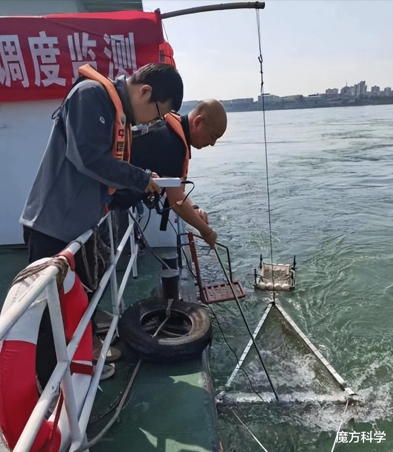 鱼多到水面变黑！长阳清江出现大量野生鱼群，官方预估：约150吨