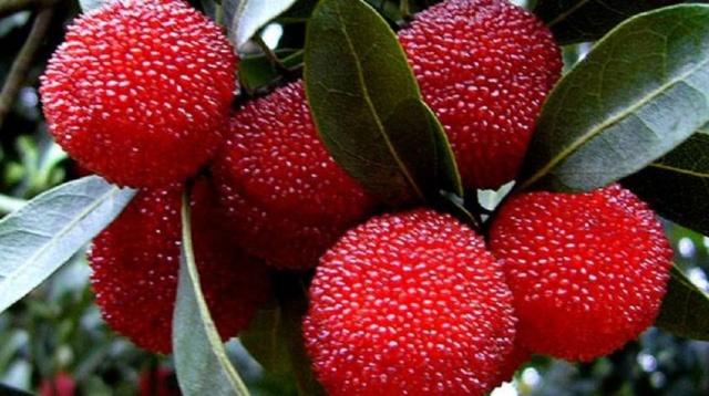 中药|心脏不舒服的人,多吃5物做好3点,促进血液循环,有助于心脏健康