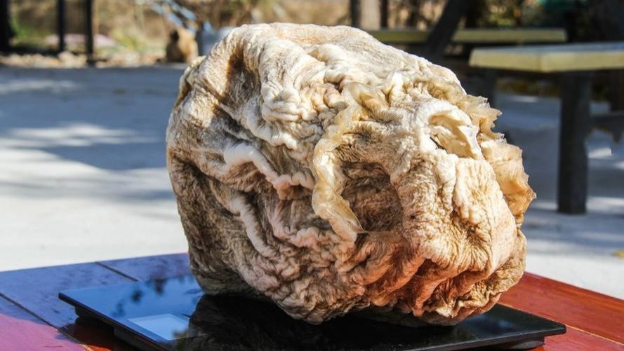 姐弟俩捡到太岁，以为能卖几百万，随后发现是塑料人体模特