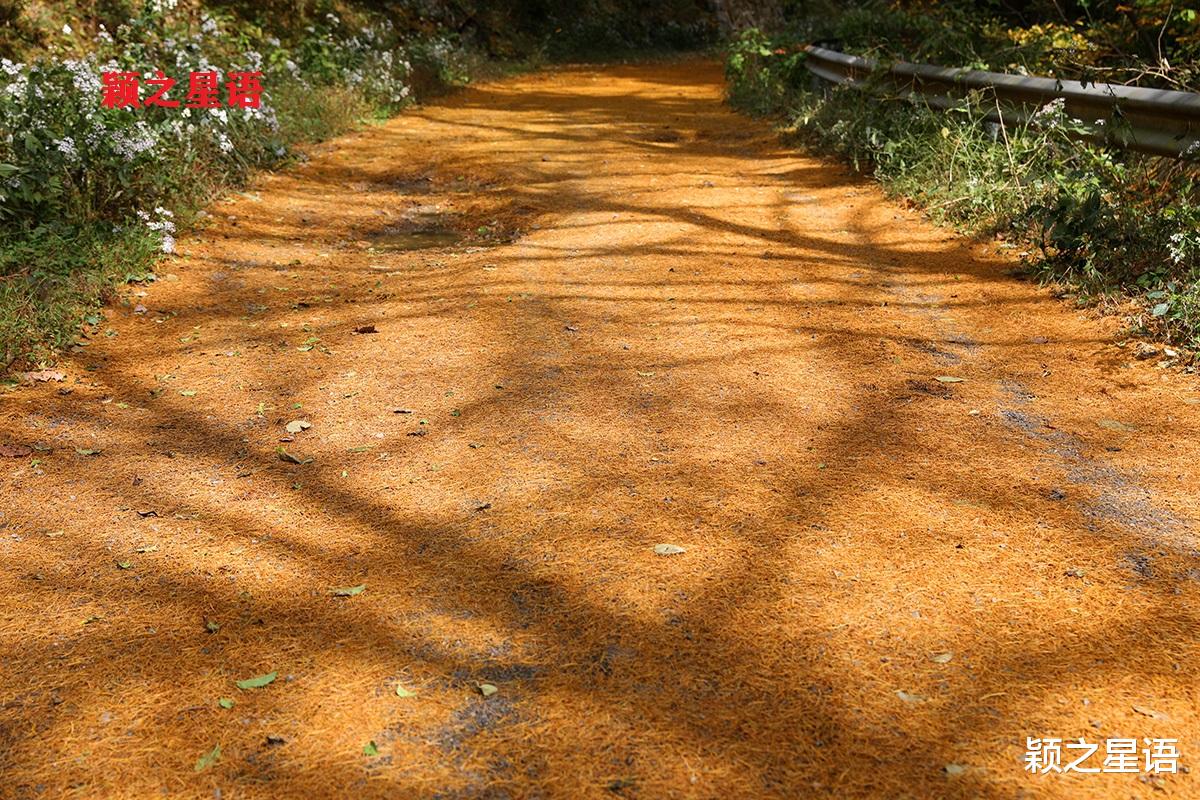 九寨沟|宁波第二条金光大道，走了还想走，赏景不忘植树人