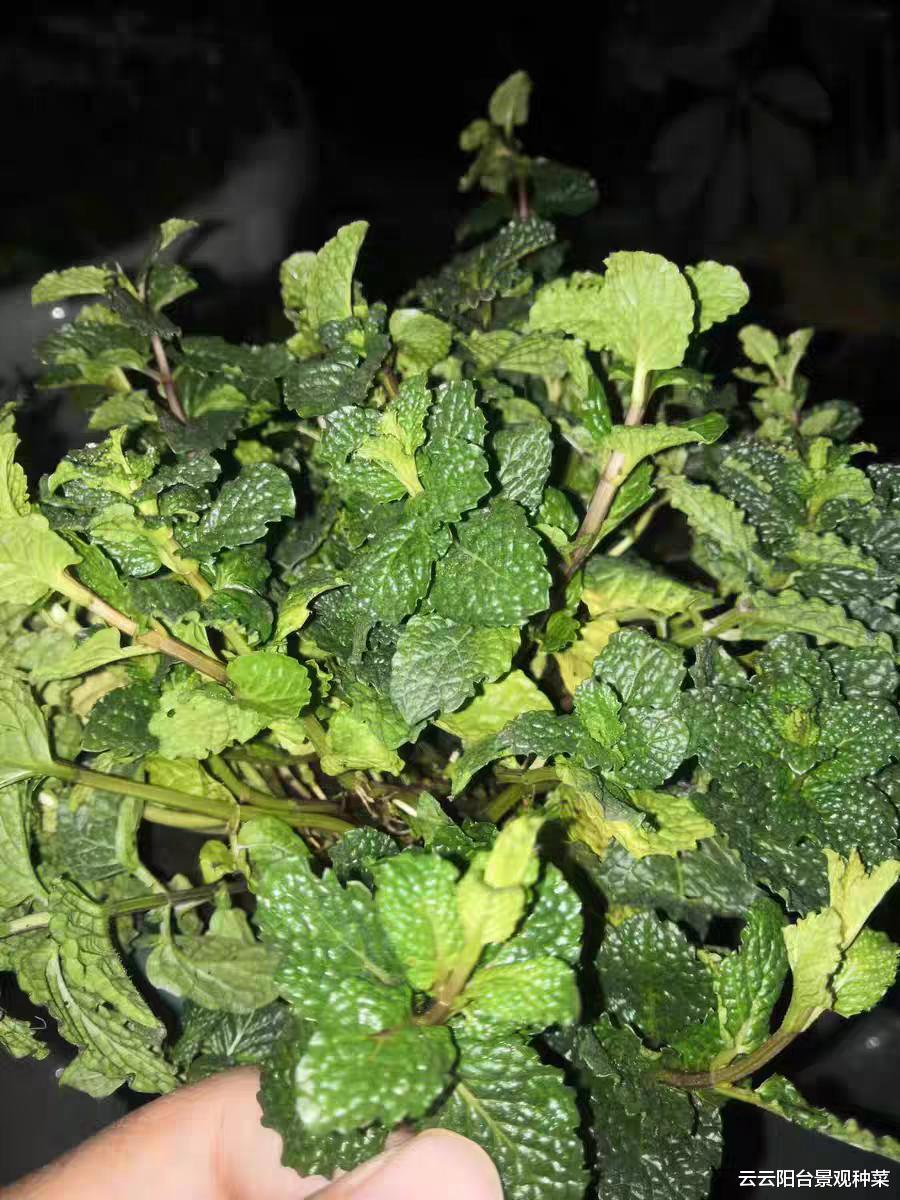 适合净化室内空气的植物主要有哪些?尤其是新房装修完即将搬家