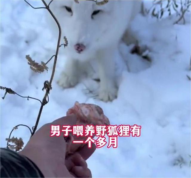 男子喂野生白狐一个多月,被送一个野生大灵芝