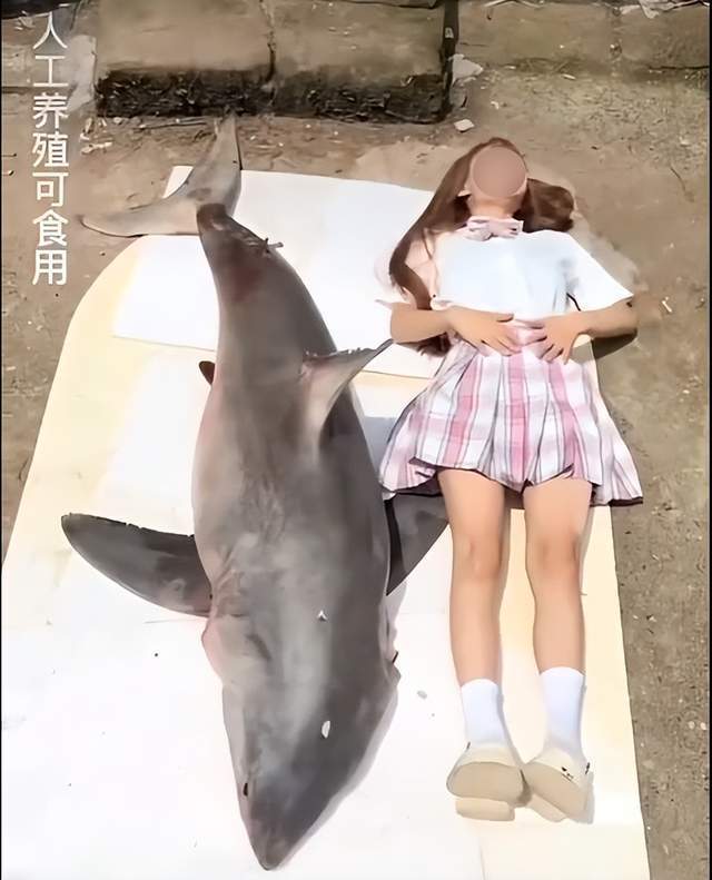 “比老虎还稀有”的大白鲨从哪来的?