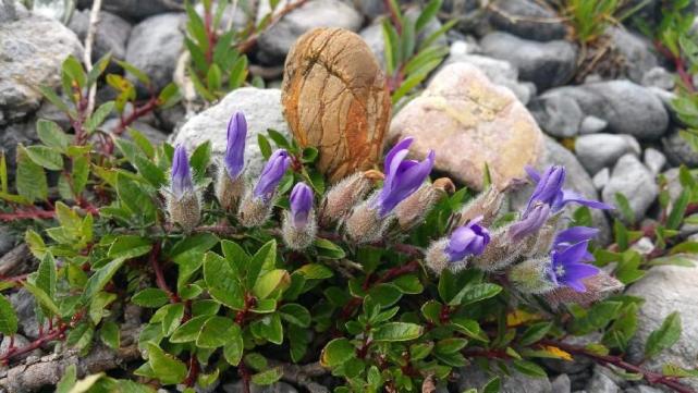 玉龙雪山|干河坝:云南丽江玉龙雪山脚下的一个绝美秘境
