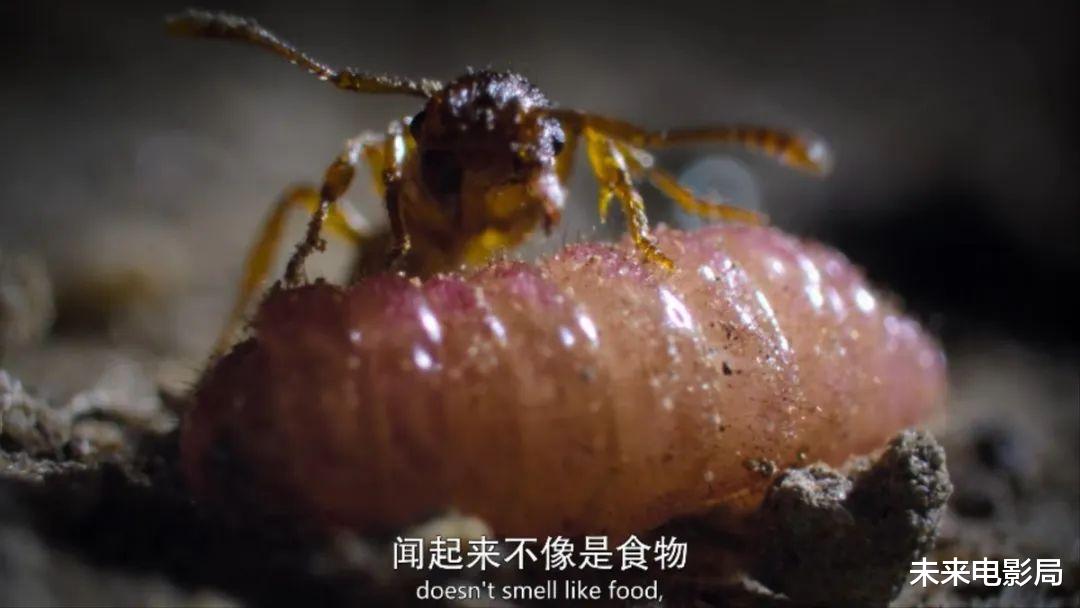 卡梅隆的新作,《阿凡达2》的预热,最新技术展现动物奇观