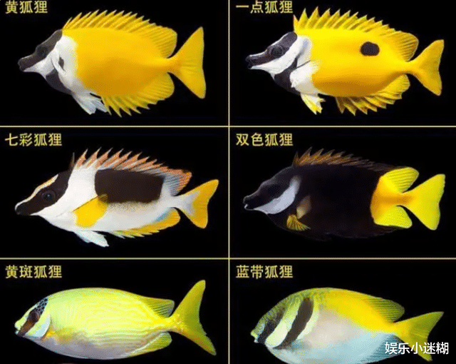 狐狸|《故人归》云禾长意大婚造型曝光，狐狸和鱼能生出什么？