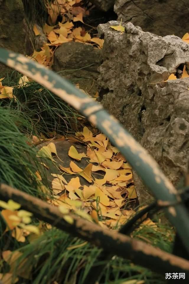 乡村旅游|这些园林，承包了苏州秋冬一半的美
