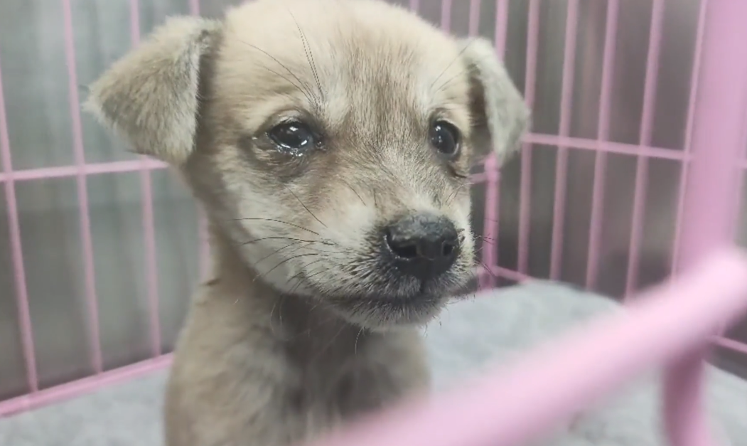 犬瘟、细小加冠状，仅两个月的小奶狗被救助后，在宠物医院里默默流泪