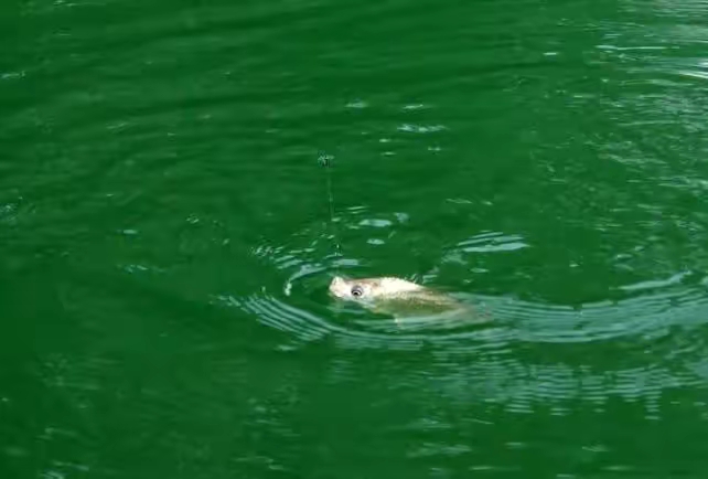 钓鱼|聂小雨和邓刚老师是否真的在研究钓鱼?