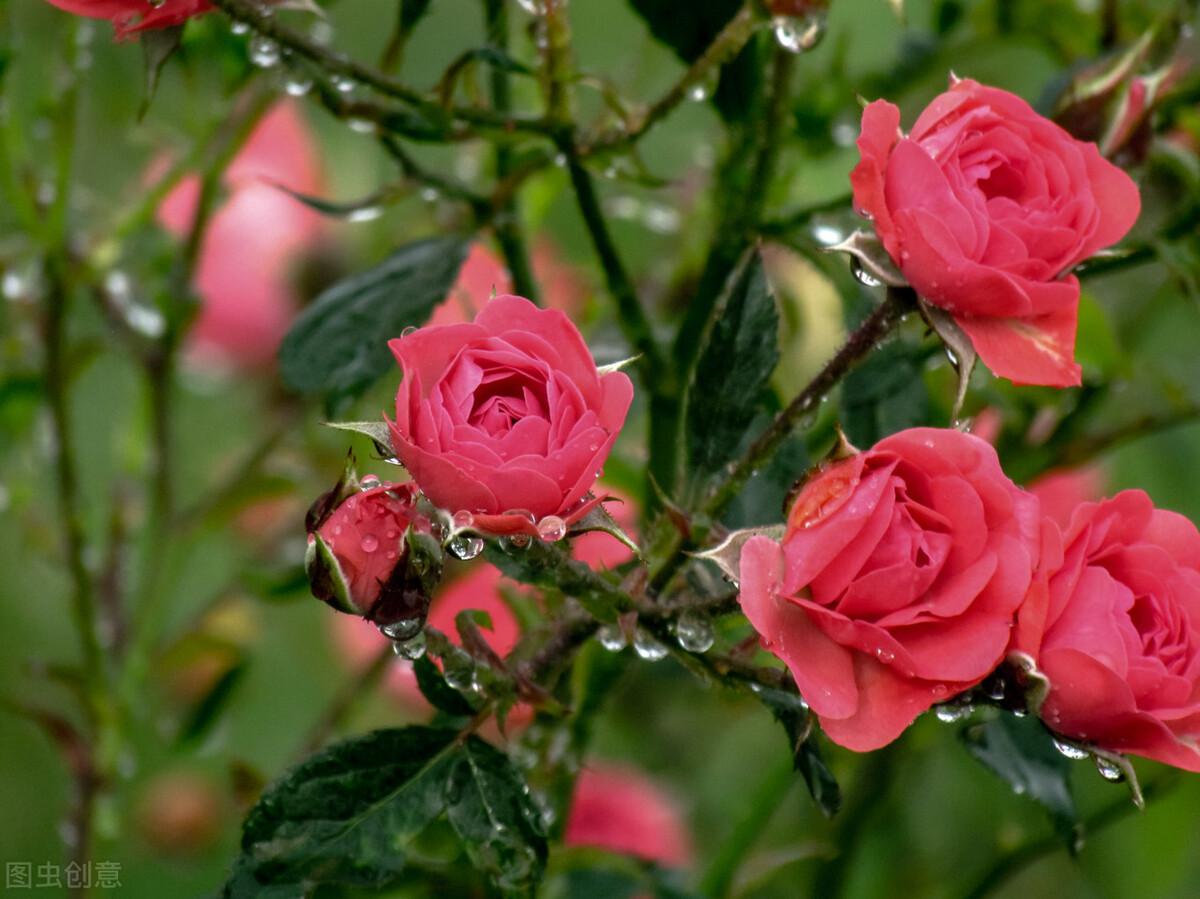 亚龙湾|郭进拴|走进亚龙湾