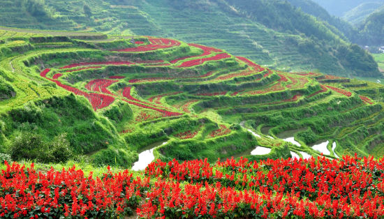 四川省|中国最美的鲜花小镇，每一步都是人间仙境，一定要去走一走