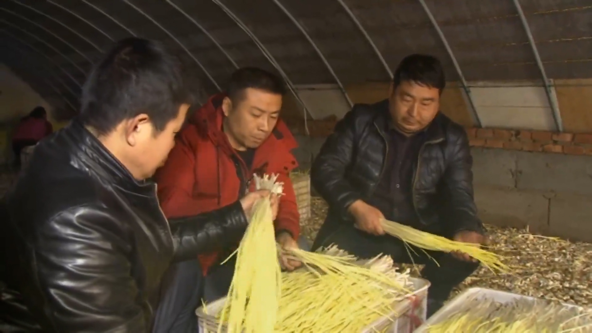 小伙种见不得光的菜,一棚卖两万,年赚1000多万,他是怎么做到的