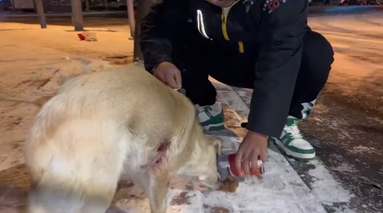 雪天里,被飞镖射中的流浪狗四处求救,将它送医后才知道原来它不仅是为了自己