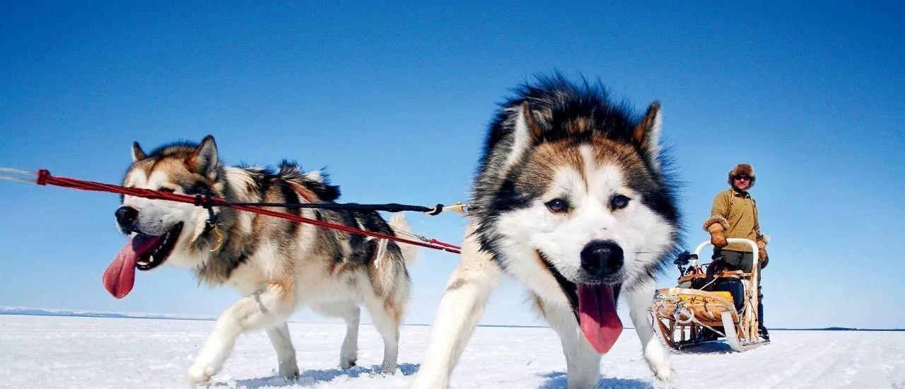 三流的实力，一流的野心？土耳其为何要在俄乌对抗时出兵叙利亚？