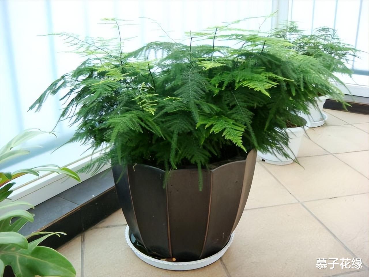 5种花草,养在卧室,装饰家居的同时,还能净化空气、助睡眠