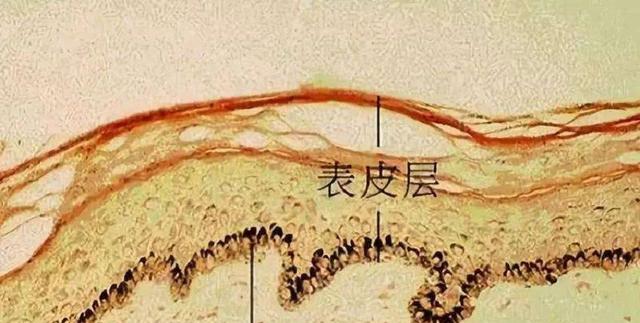 人体最诡异的器官,至今都无法解释原理,人的皮肤到底有多诡异?