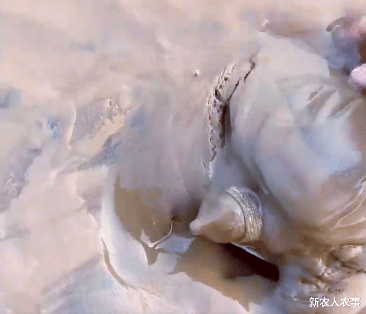 黄河|男子在黄河边钓鱼无获,水边掀开一鼓包后惊呼:钓半天不如这一下