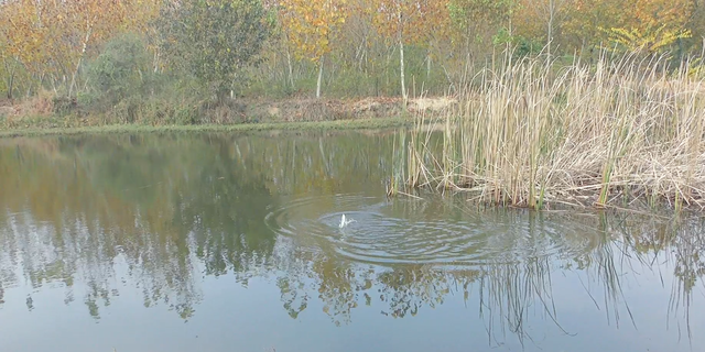 鲫鱼|野钓鲫鱼水深怎么选？冬天就应该钓深水吗？看看老钓友怎么说