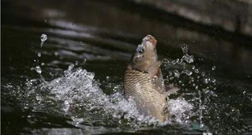 陈皮|即是厨余垃圾，也是中药材，用于夏季钓鱼，诱鱼效果比小药更好