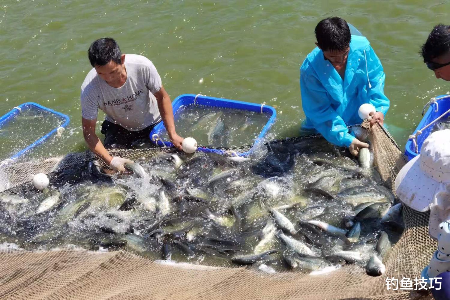 |钓鱼小药为什么没效果？钓鱼小药和水产添加剂有着本质的区别