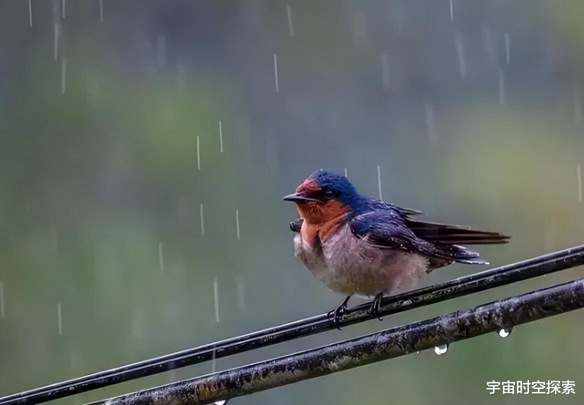 鸟类在下大雨的时候都躲在哪里,比如说喜鹊,麻雀等?