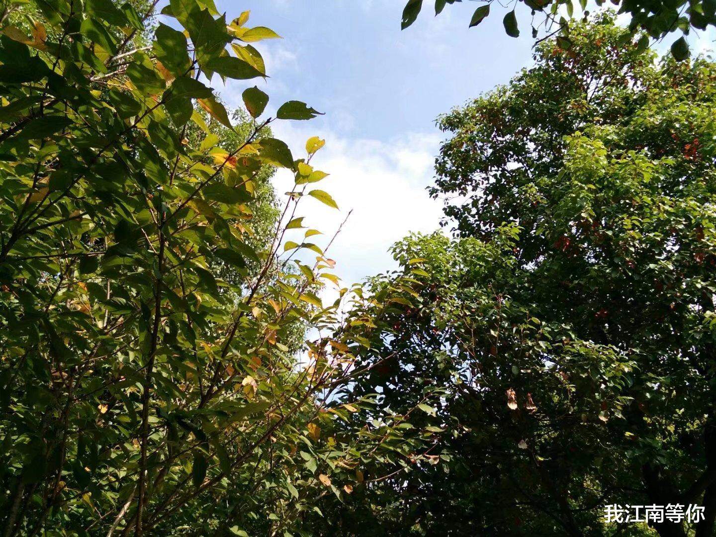 男子和情人在玉米地幽会,回到家里,妻子拿着菜刀要砍他