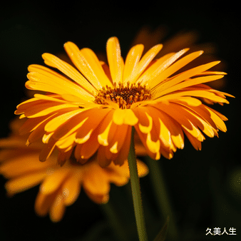 酸奶 拥有“生图直出”的皮肤原来是这种体验