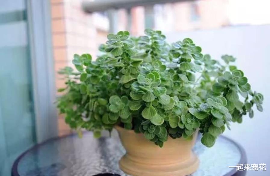 卧室摆上5种漂亮花,改善空气有助睡眠,一次养10盆也不嫌多