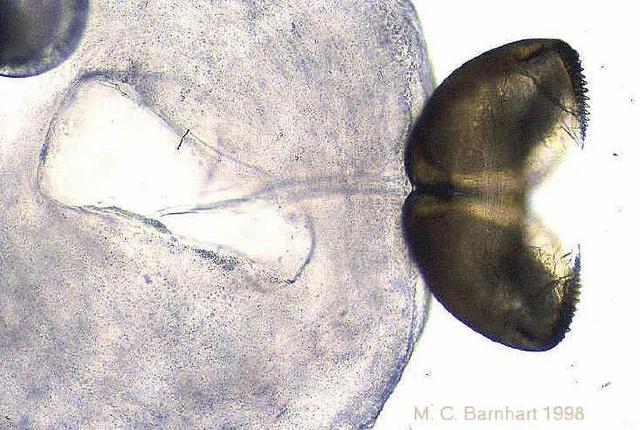 美丽|没想到，不会动的河蚌，原来是个会钓鱼的大骗子