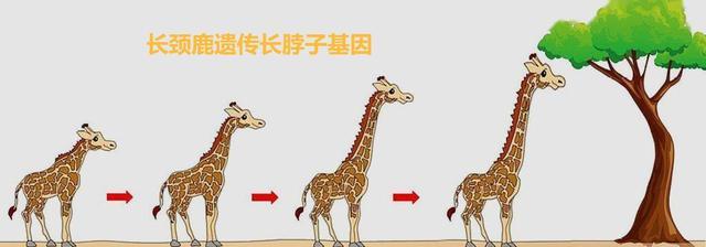 雄鹿带着同伴头颅生存，还有比这更恐怖的吗？盘羊自杀却永不瞑目