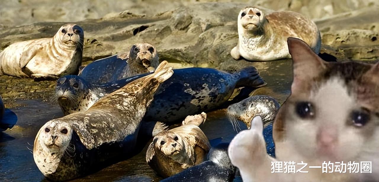 科学家研发针对海豹的面部识别系统,目的是什么?真的有效吗?