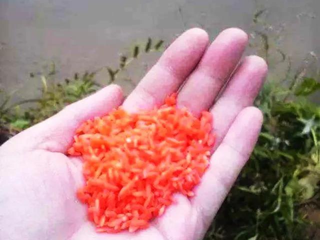 鲫鱼|钓鲫鱼,10种打窝方式,你用过几种?