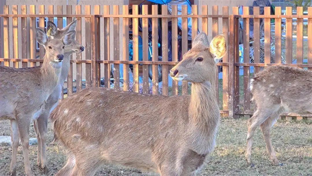 身份证|初冬，这里超萌！