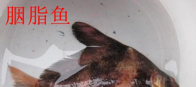 松江|钓鱼得认识鱼，不是啥鱼都能钓，这5种鱼钓到要放生