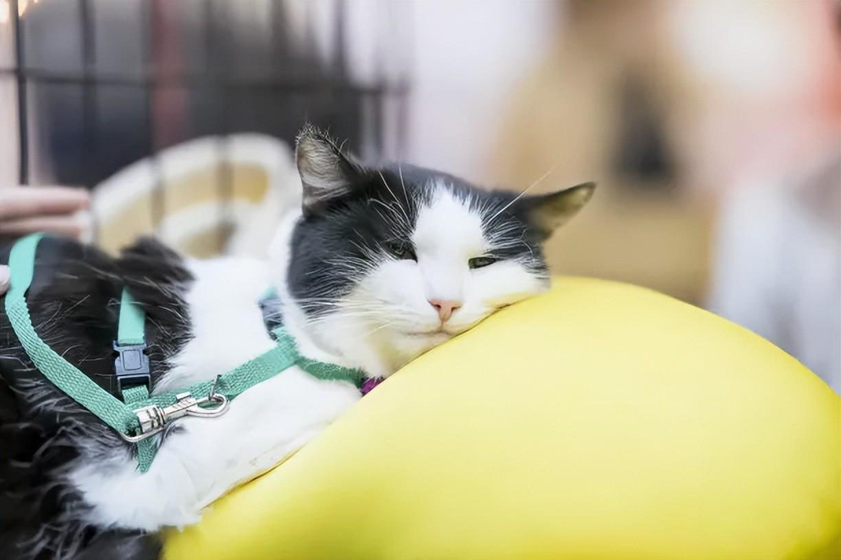 新手养猫指南｜新手养猫需要做哪些准备