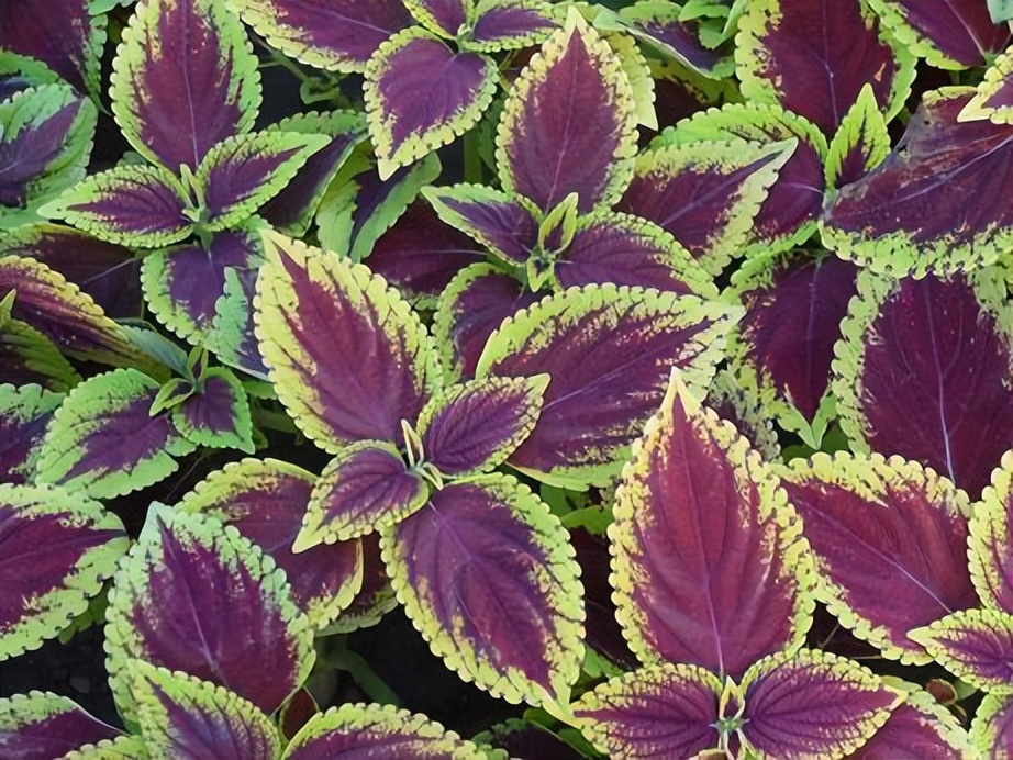 心肌梗塞|慢性咽炎 扁桃体炎?一个张仲景方 化痰散结 各种咽喉问题一扫光