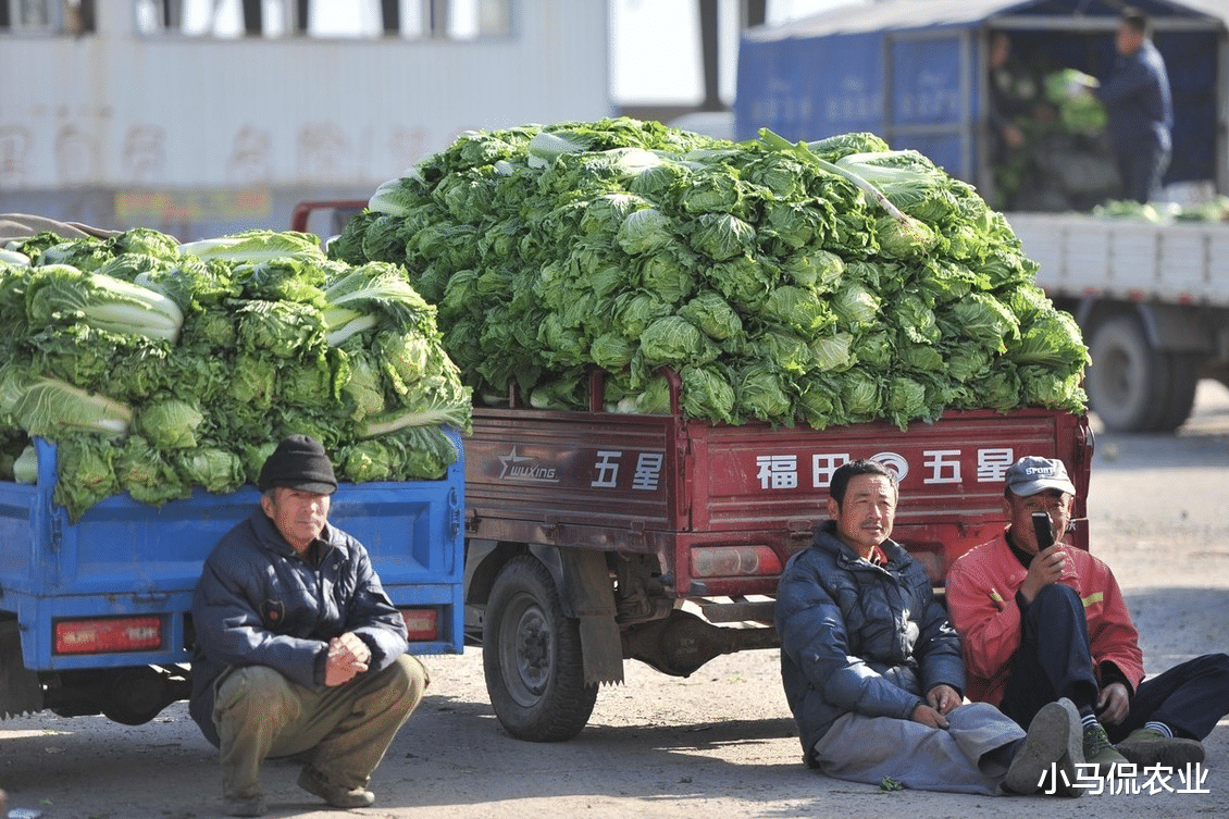 白菜滞销一整车500斤才卖30元,大叔被老婆指责越看越心酸,咋办