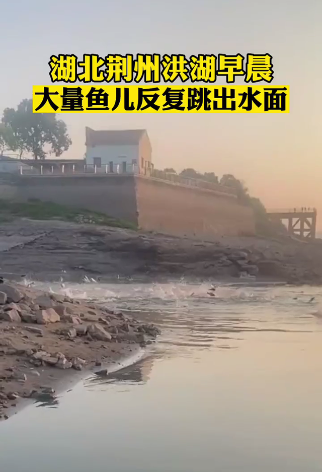 ?反常！荆州洪湖大群鱼跳出水面！
