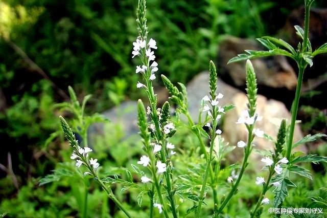 附子|分享一味抗癌中药——马鞭草,生于田野山坡,清热解毒、活血消肿
