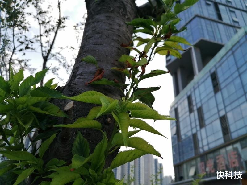 海思|揭开神秘8核麒麟新芯面纱!华为畅享50评测:续航最强的鸿蒙手机