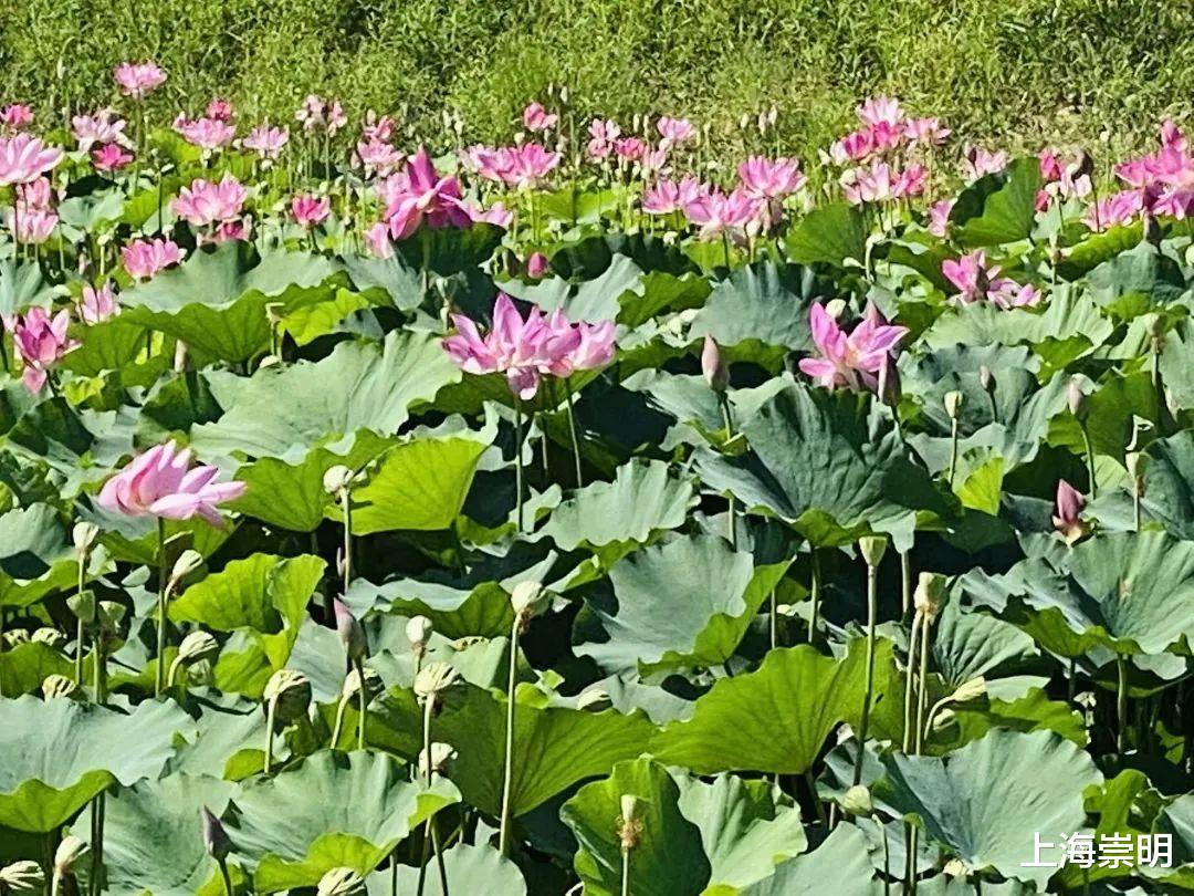 |正是赏荷好时节,别错过中兴镇这片醉美荷塘