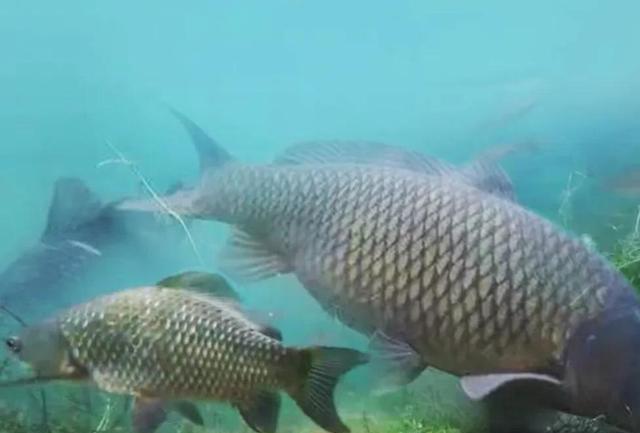 |钓鲫鱼的酒米五花八门,老钓鱼人带你正确认识酒米,少花冤枉钱