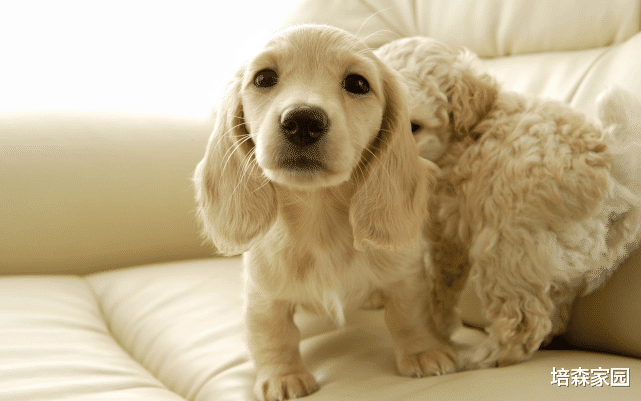 |宠物经济催生的新职业,收入竟然也很高