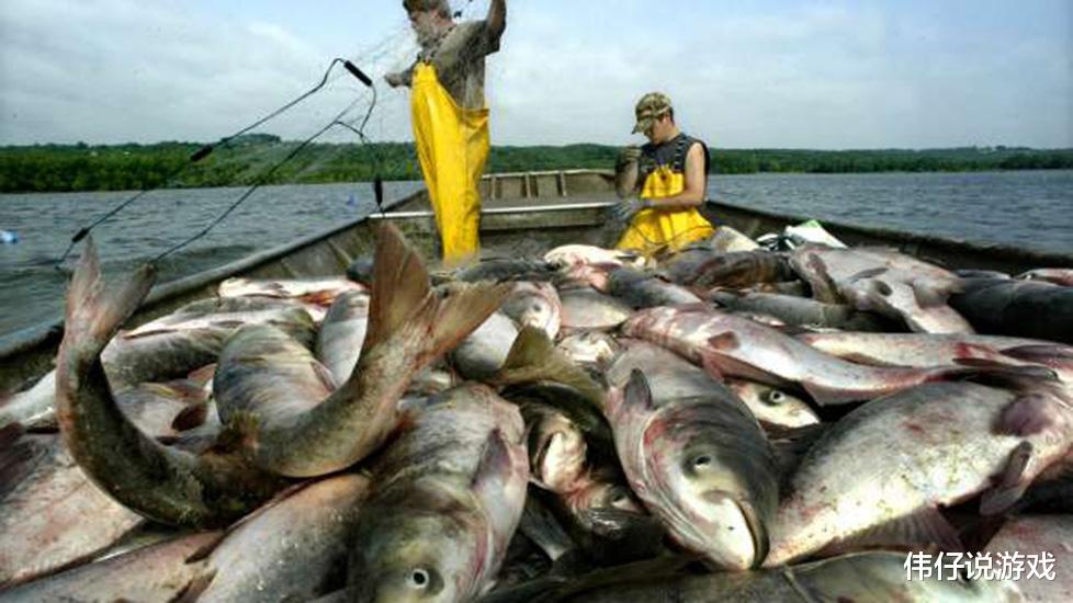 亚洲鲤鱼在美国泛滥，最大体型长到100多斤