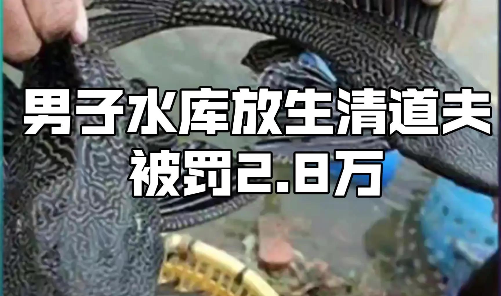 30000条被困江鱼放生长江,网友:鱤鱼咋也放生,不怕吃光鱼吗?