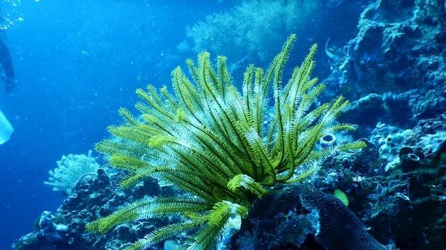若是地球上所有海水都变成淡水，会发生什么？