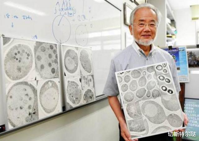 自己吃掉自己,延长寿命30年:唯一被诺贝奖证实的延寿理论