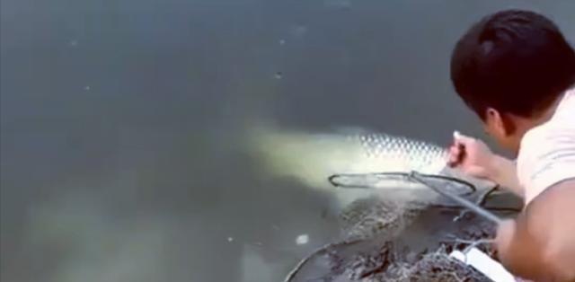 |男子难得实现“大鱼梦”，眼睁睁地看着它跑掉，网友：人安全就好
